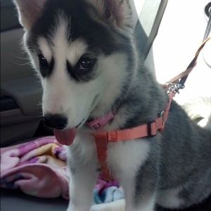 Meet your Posher, Syed